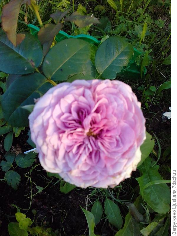 лавандер айс