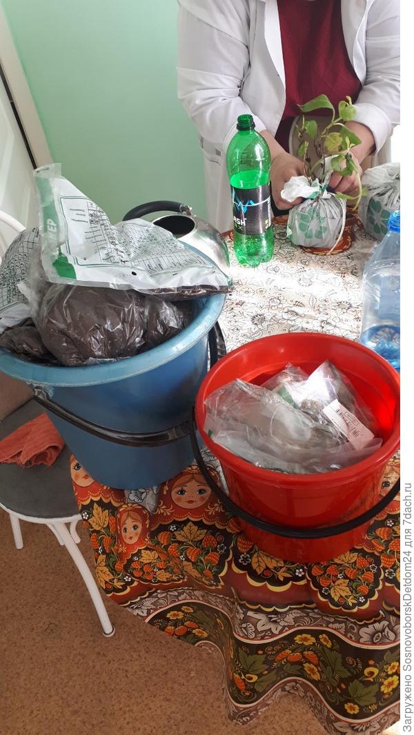 луковицы георгинов