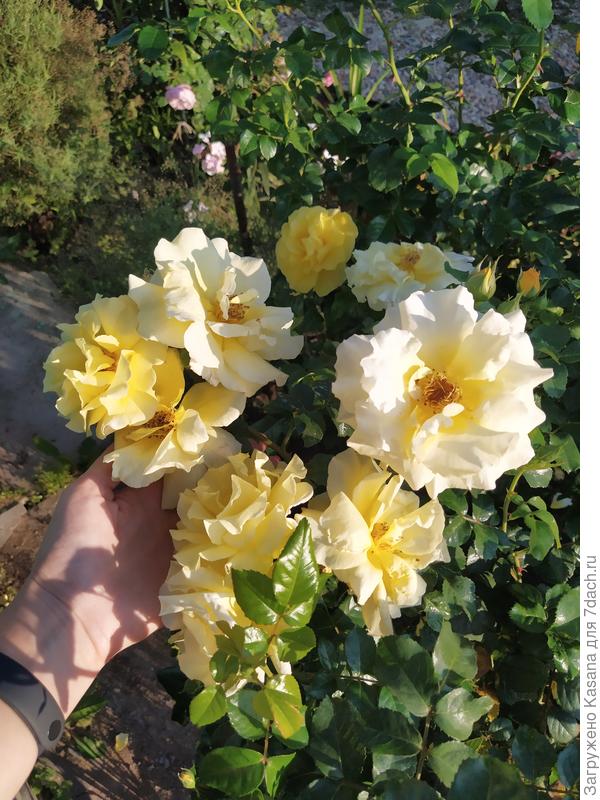 Роза парковая лихткенигин лючия фото и описание