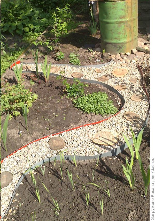 Розы фЭйри, 2018 год (середина сезона)