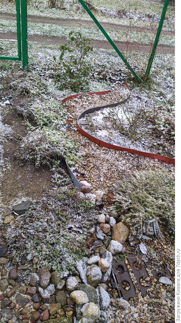 Роза фЭйри (апрель 2020)