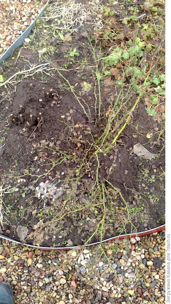 Роза фЭйри (после зимовки)