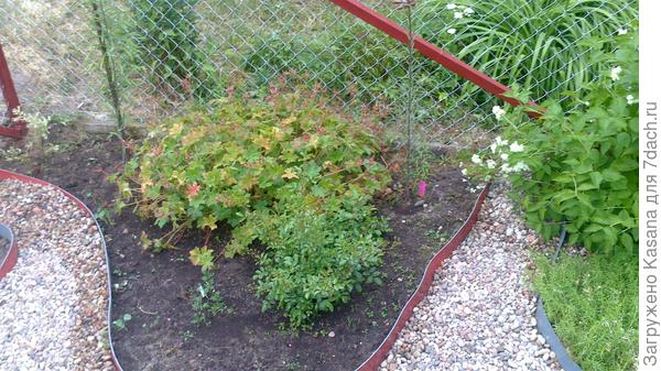 Розы фЭйри, 2017 год ( 2 год)