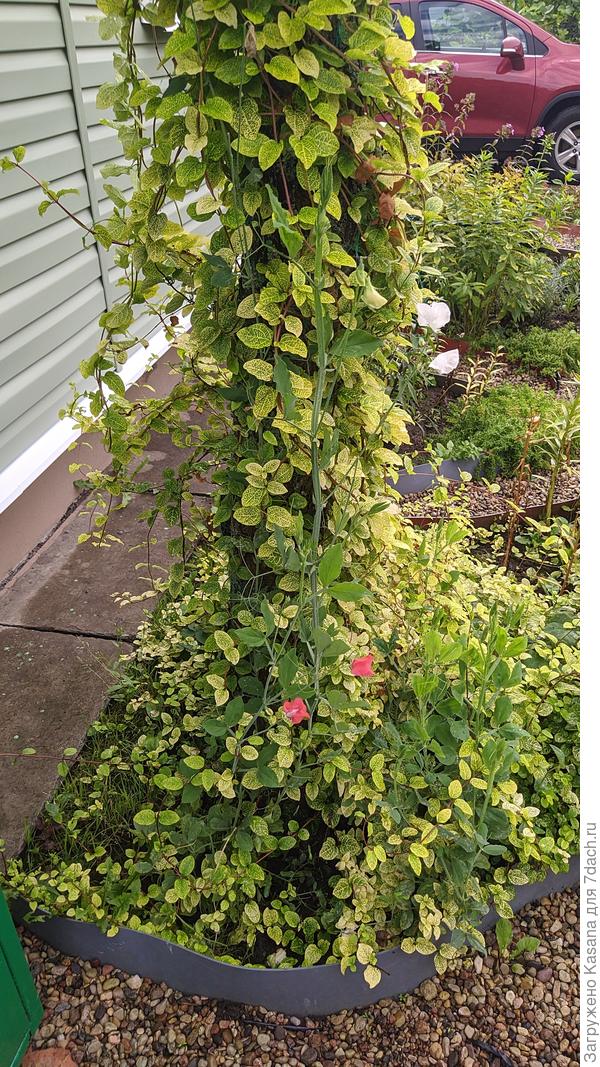 Эксперимент с душистым горошком (первая попытка)