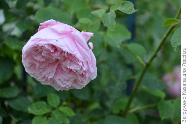 Роза Spirit of Freedom (Дух свободы)