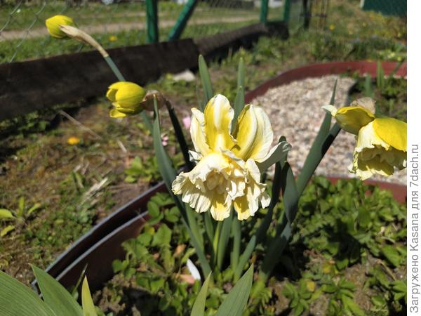 Нарцисс Айс Кинг (Narcissus Ice King)