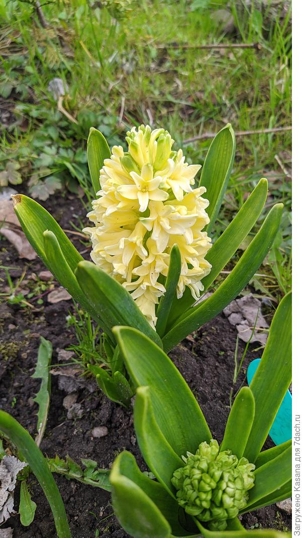 Гиацинт City of Haarlem