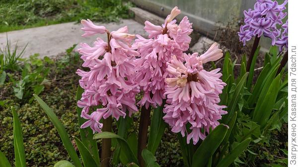 Гиацинт Чайна Пинк (China Pink)