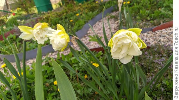 Нарцисс Обдам (Narcissus Obdam)