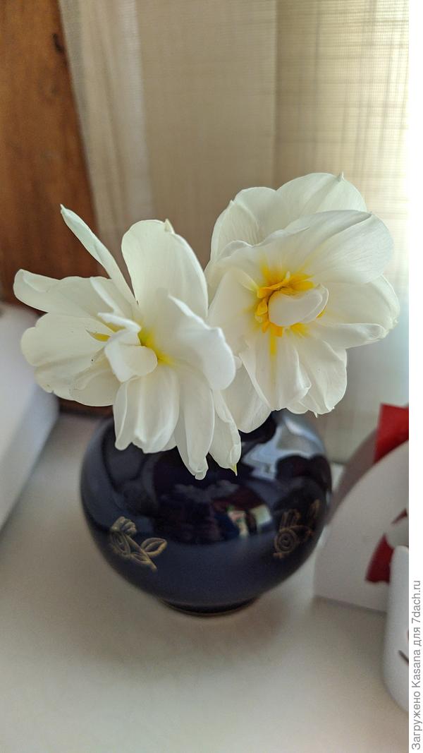 Нарцисс Сэр Уинстон Черчиль (Narcissus Sir Winston Churchil)