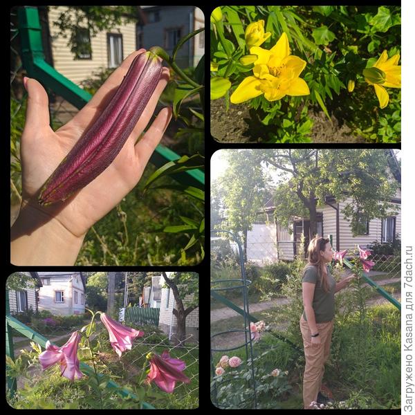 Новинки мой коллекции (сезон 2021)