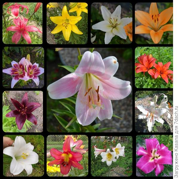 Моя маленькая коллекция лилий