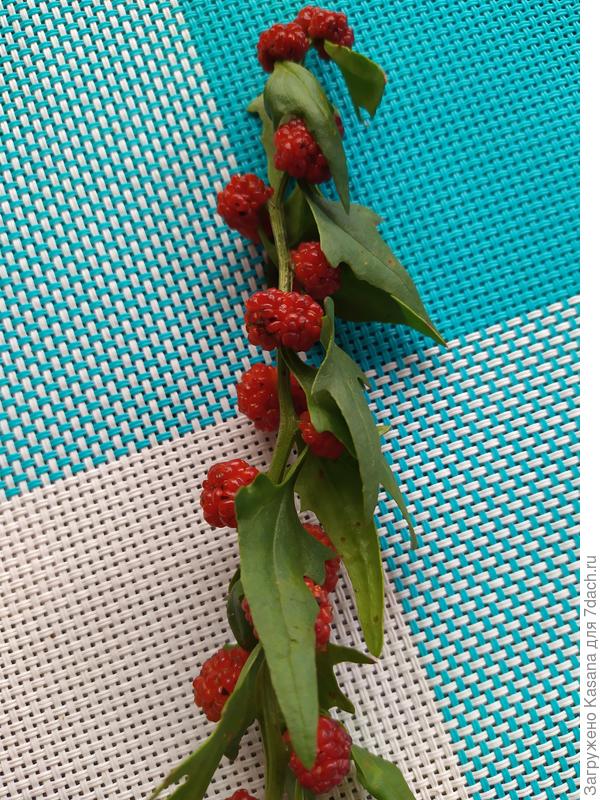 Шпинат земляничный