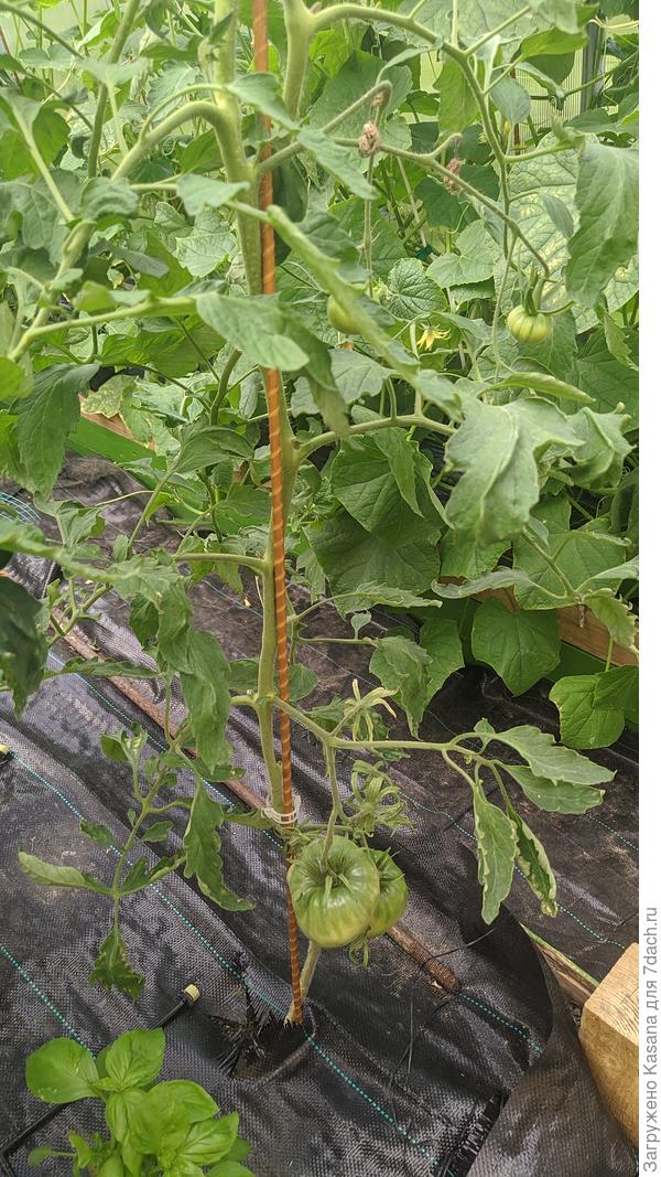 Томат "Желтая империя F1"