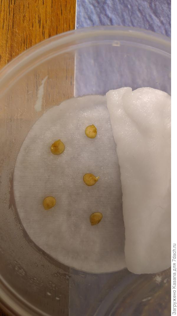 Семена перца сладкого "Ливадия F1"