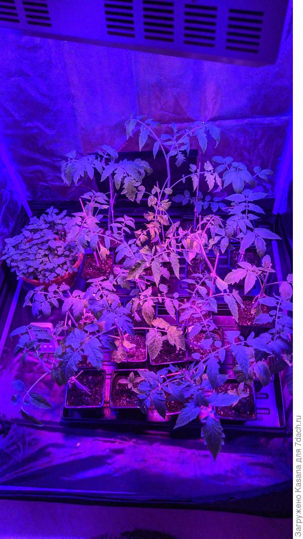 Рассада томатов