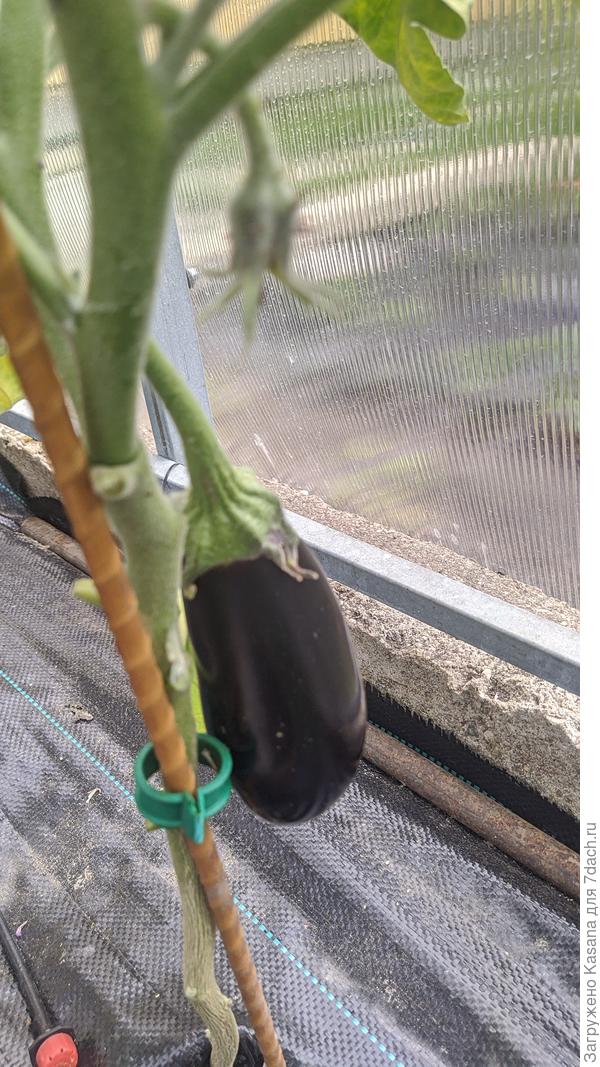 Баклажан "Эпик F1"