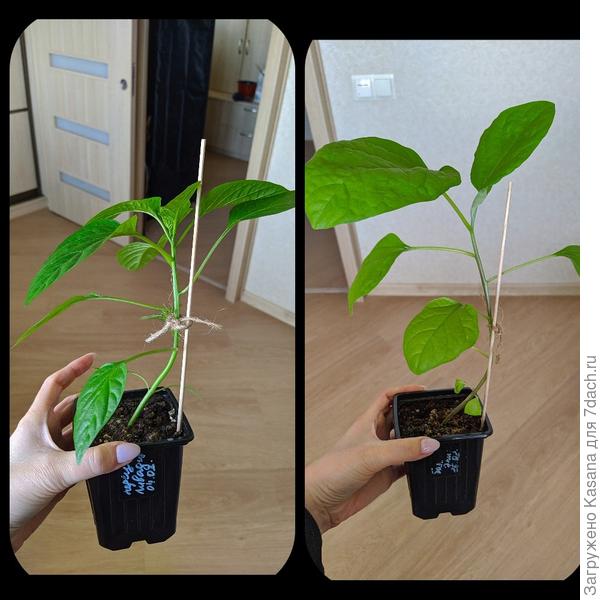 Рассада перца сладкого «Ливадия F1» и баклажана «Эпик F1»