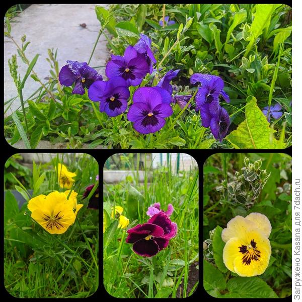 Виолы Швейцарские гиганты