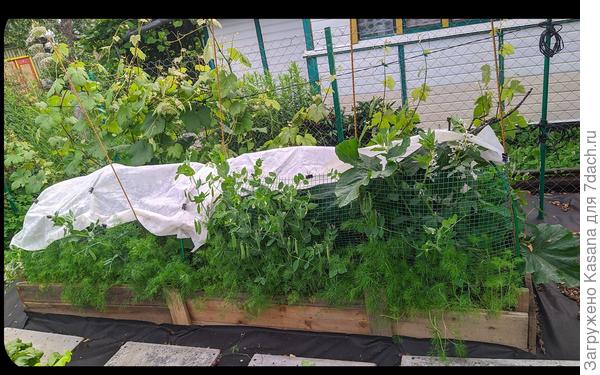 Грядка №3 (плодоношение), часть урожая уже собрана