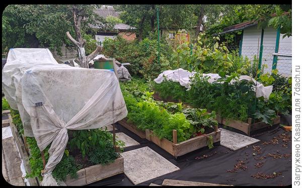 Теплые грядки с уплотненными посадками