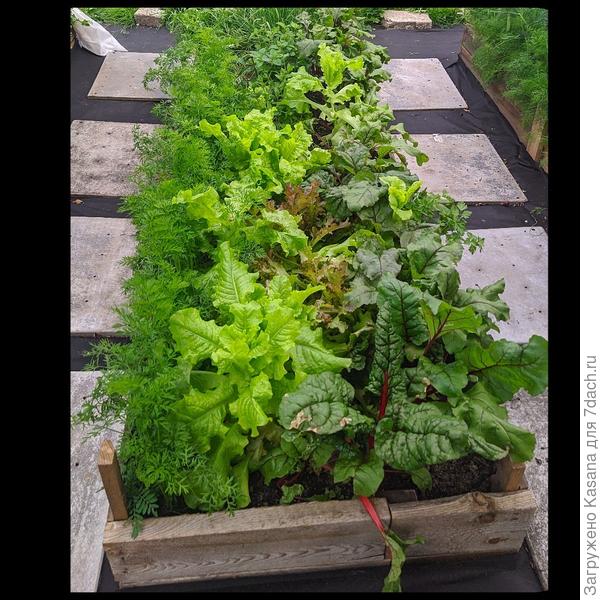 Средняя грядка бушует зеленью