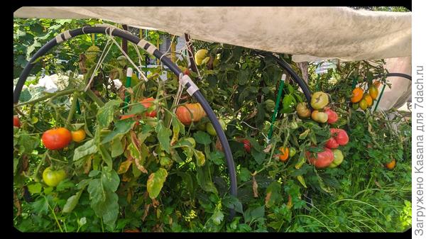 Грядка №1 - очень плотная посадка томатов, обязательное пасынкование всего лишнего (я пропустила момент))