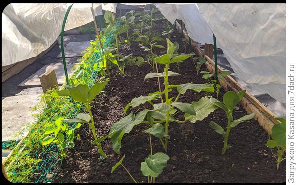 Грядка №3 (начало роста)