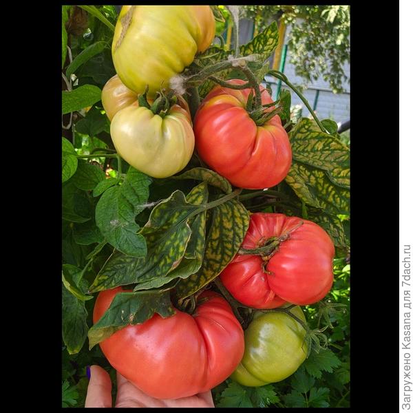 Томаты в грядке №1