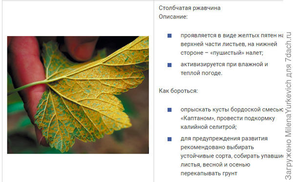 С сайта https://pu2-altai.ru/zabolevaniya-krasnoy-smorodiny/