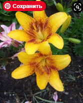 лилии от частника