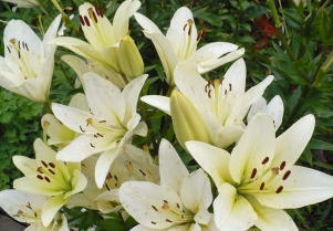 лилии от частника