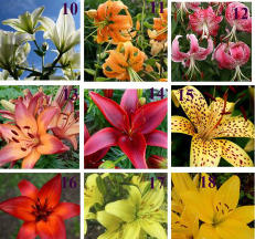 лилии от частника