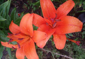 лилии от частника