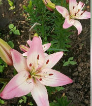 лилии от частника