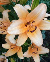 лилии от частника