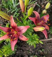 лилии от частника