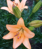 лилии от частника