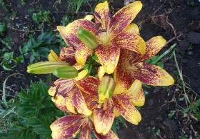 лилии от частника