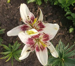 лилии от частника