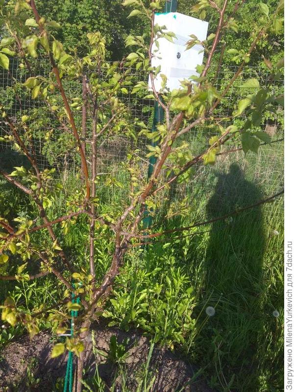 Абрикос ТРИУМФ