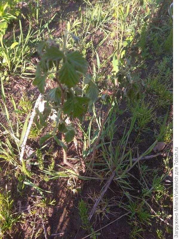 малина ФЕРТОДИ