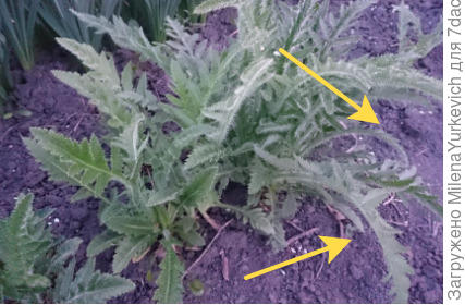 Ни следа от прошлогодних сорняков