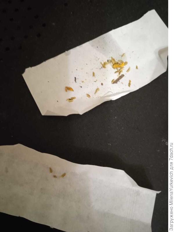 Вот такие странные зелёные семена