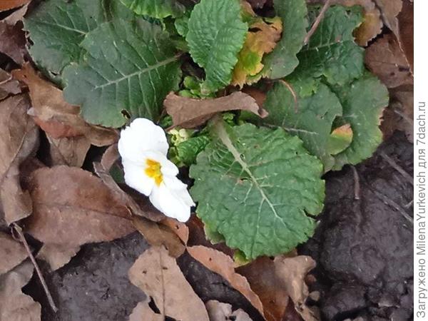 Цветущие примулы на дачном участке