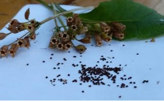 Нашла картинку в инете, какой должна быть семенная коробочка