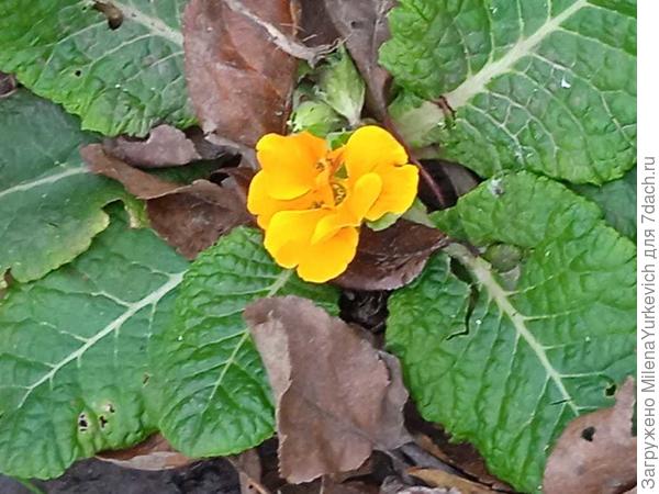 Цветущие примулы на дачном участке