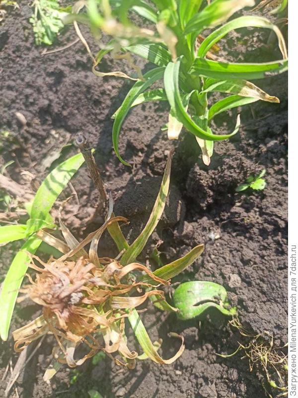 Лилия заболевшая