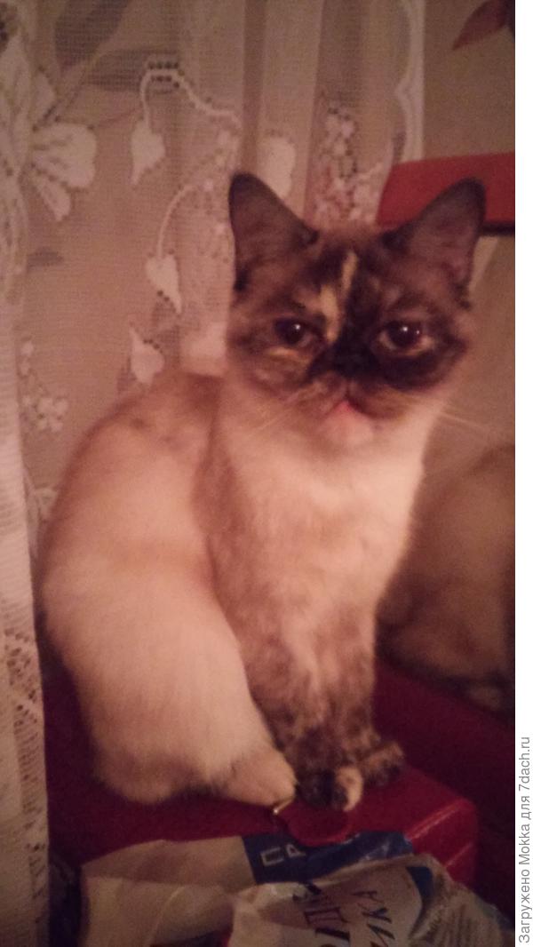 Еще гостей принимаете? Асенька готова. В зеркало посмотрела, причепурилась.