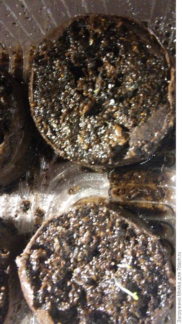 проклюнулись петуньи